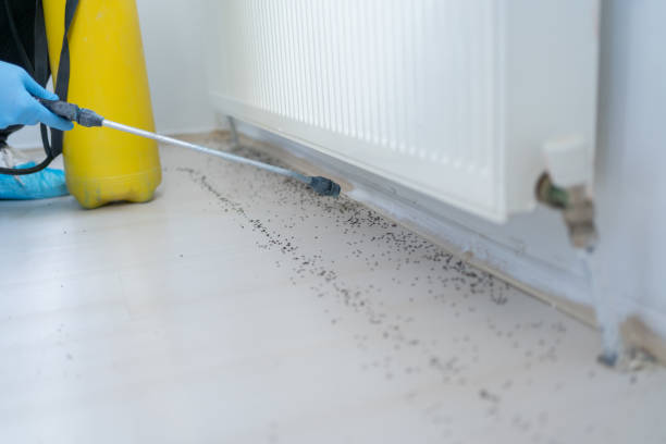 Best Termite Control Services  in Excelsior, MN